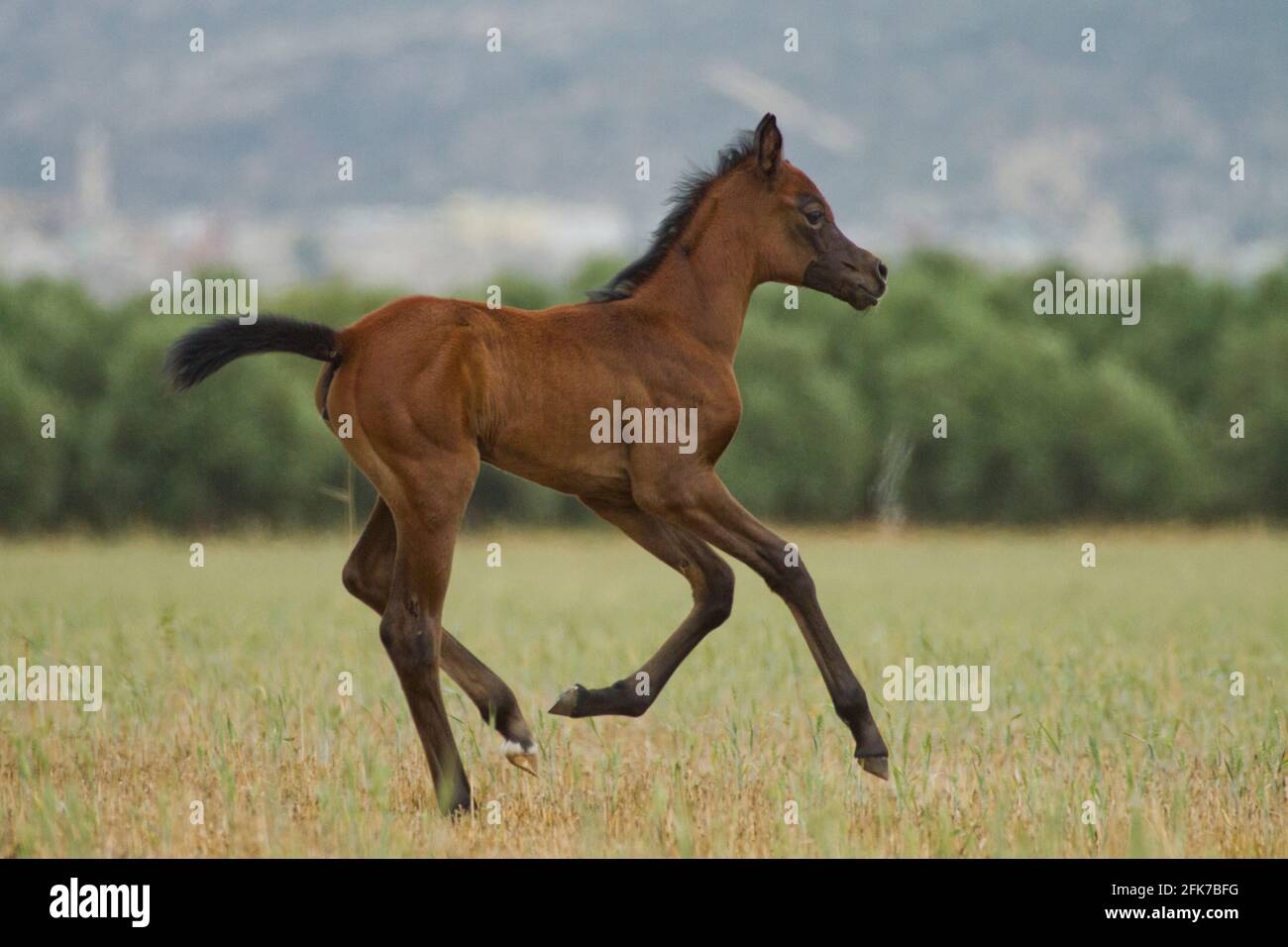 Chestnut Arabian Foal The Arabian or Arab horse is a breed of horse that originated on the Arabian Peninsula. With a distinctive head shape and high t Stock Photo