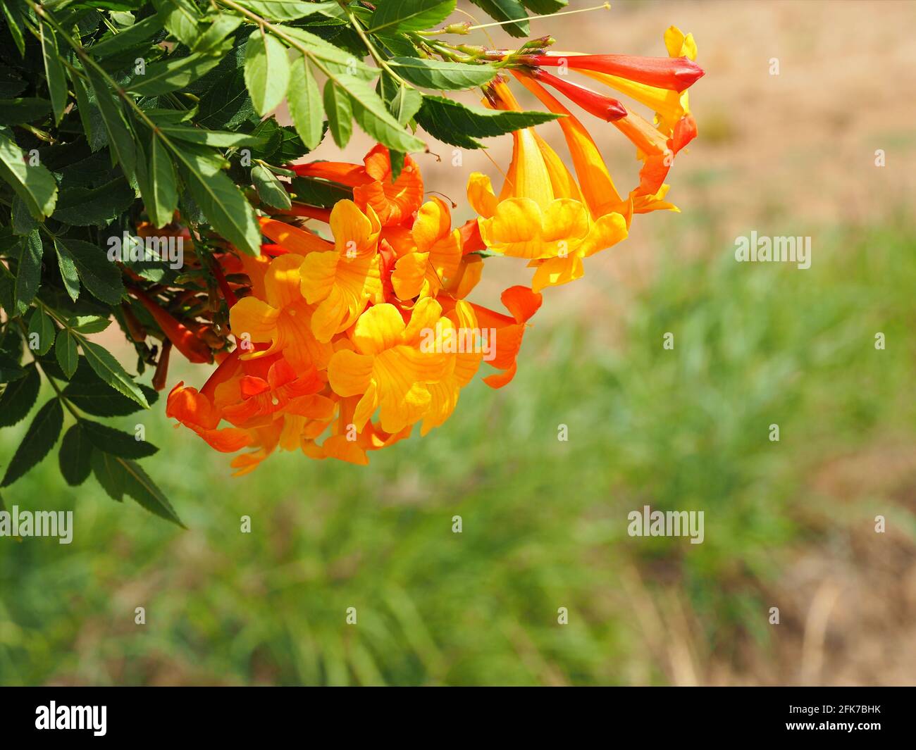 Bright orange flower of Tecoma stans on a blurred background. Stock Photo