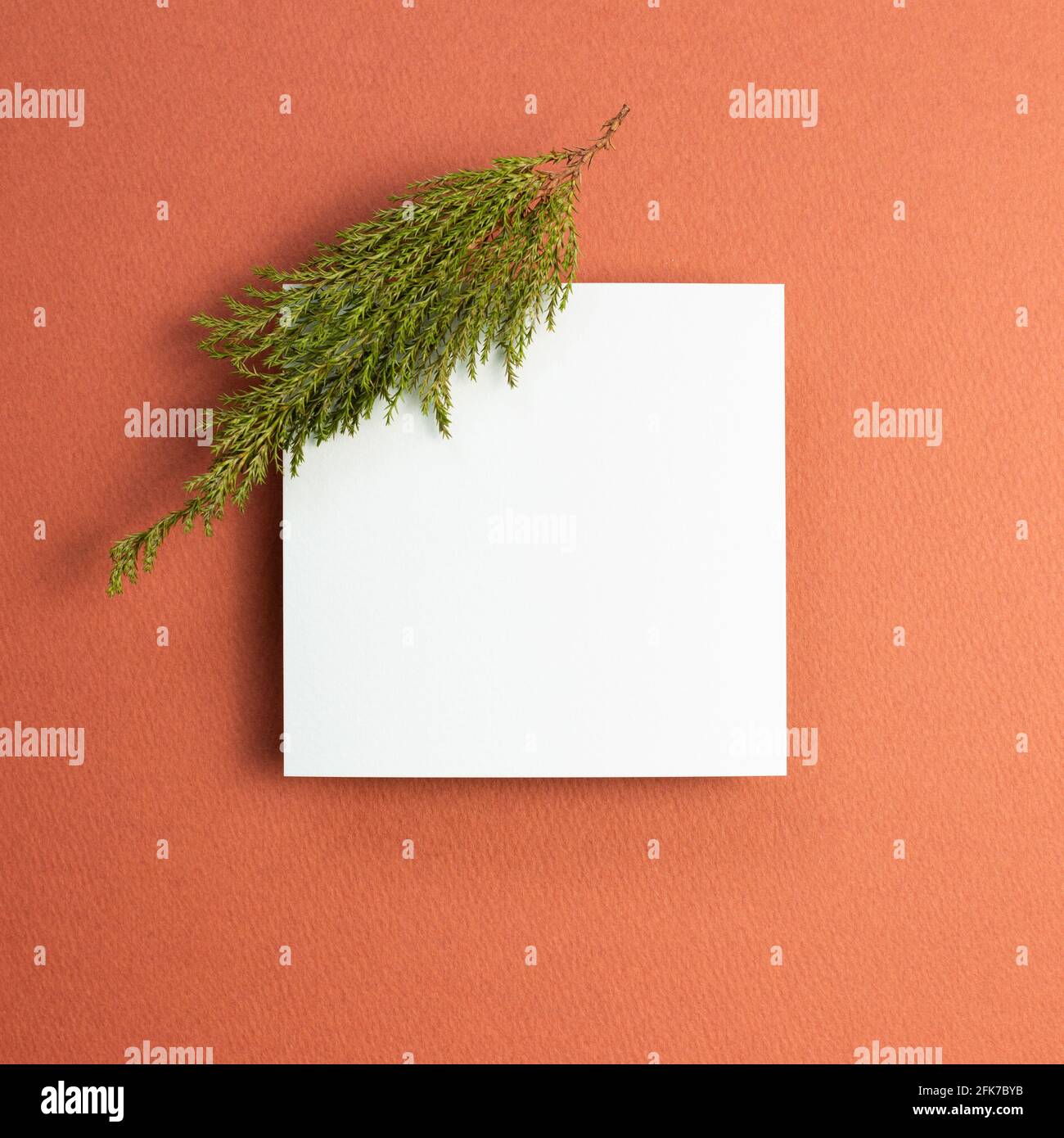 Empty canvas with green leaf on red background. top view, copy space Stock Photo