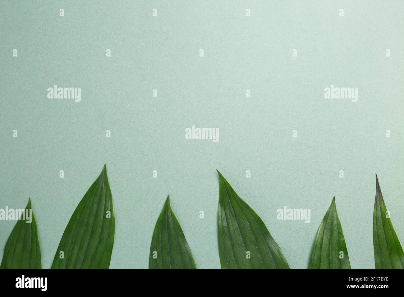 Green leaf frame on green background. flat lay, top view, copy space Stock Photo