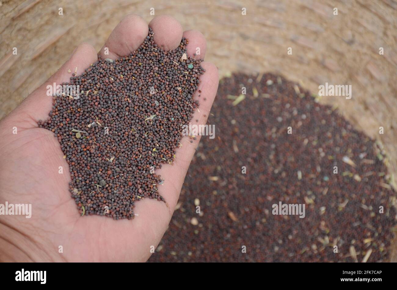 Purple mustered seeds hold in hand over out of focus dark purple brown background Stock Photo