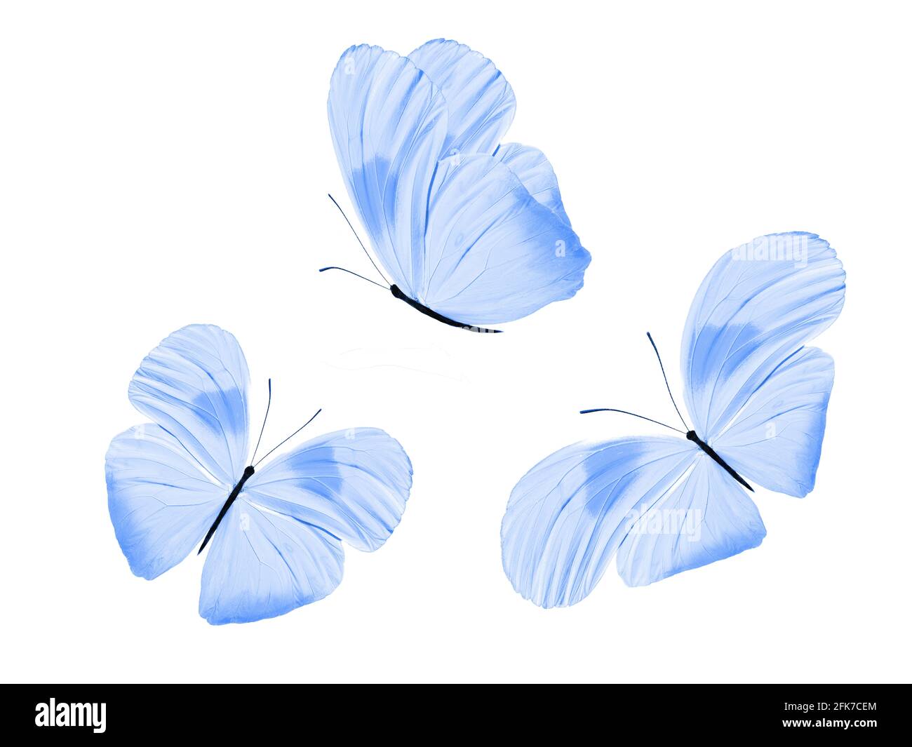 a set of beautiful blue butterflies isolated on a white background ...