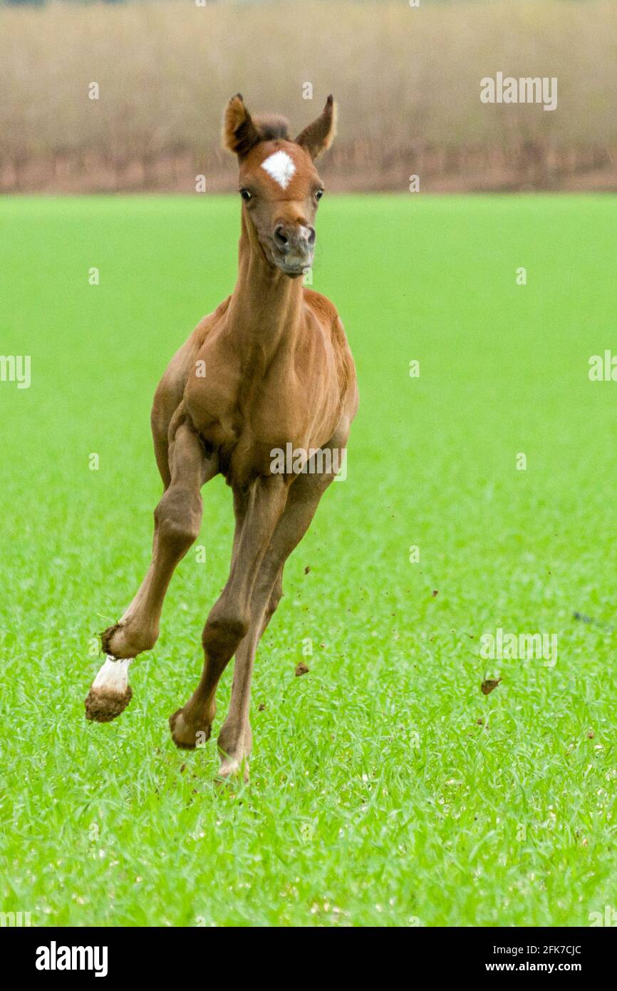 Chestnut Arabian Foal The Arabian or Arab horse is a breed of horse that originated on the Arabian Peninsula. With a distinctive head shape and high t Stock Photo