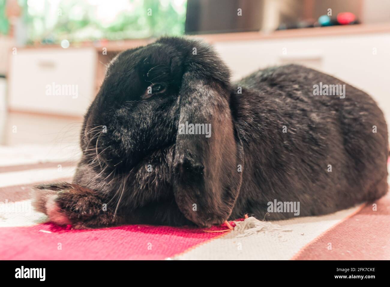 Black ram rabbit lying on the floor Stock Photo - Alamy