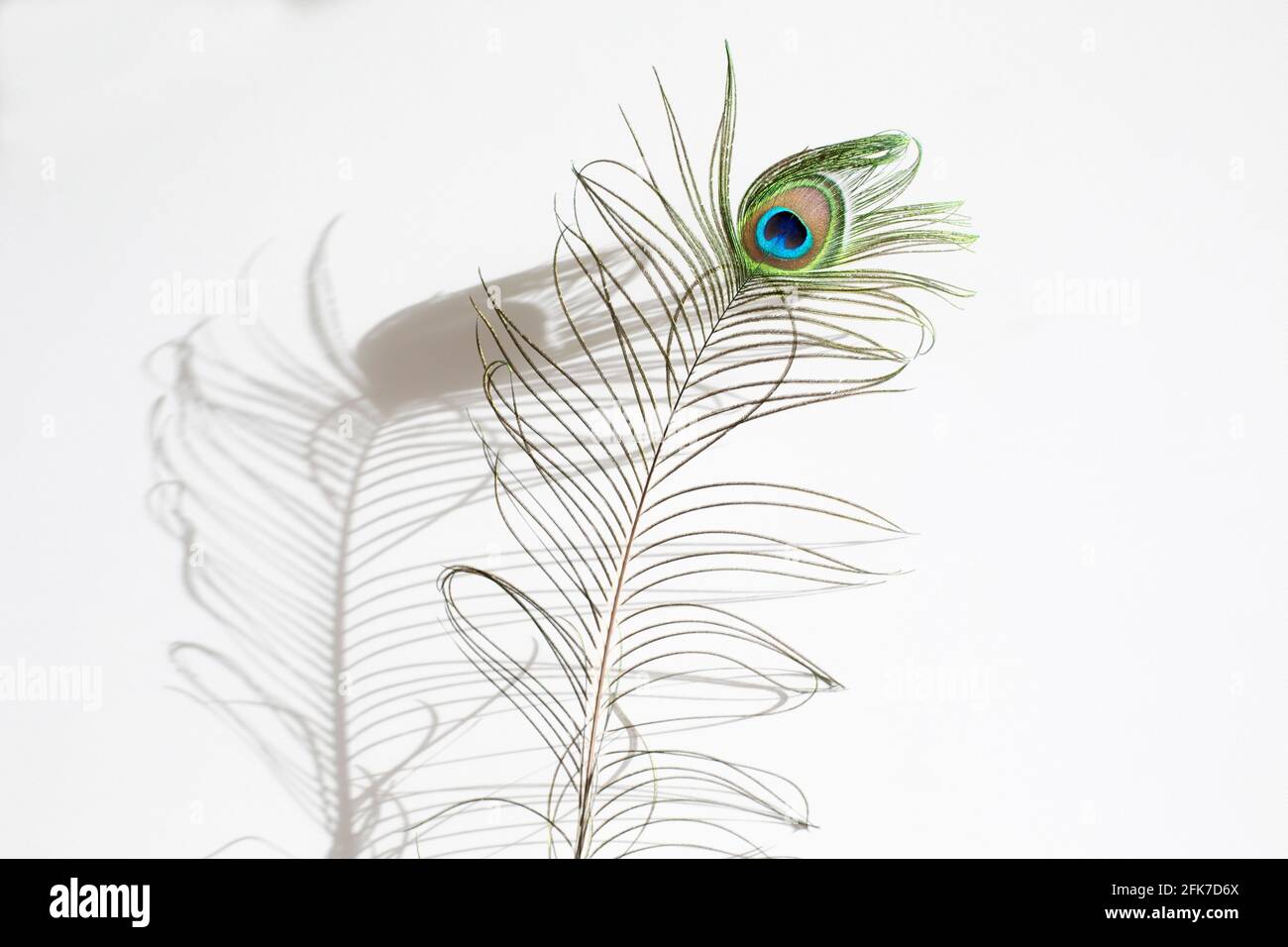 single peacock feather and the shadow on white background Stock Photo