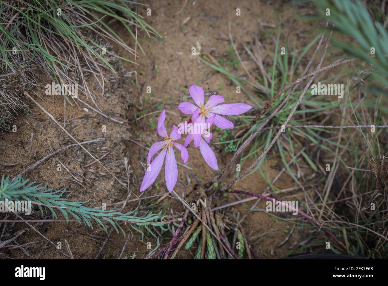 Pale pink flowers of sand saffron (latin name Colchicum arenarium) in Kladovo Sands (Kladovska pescara) in eastern Serbia Stock Photo