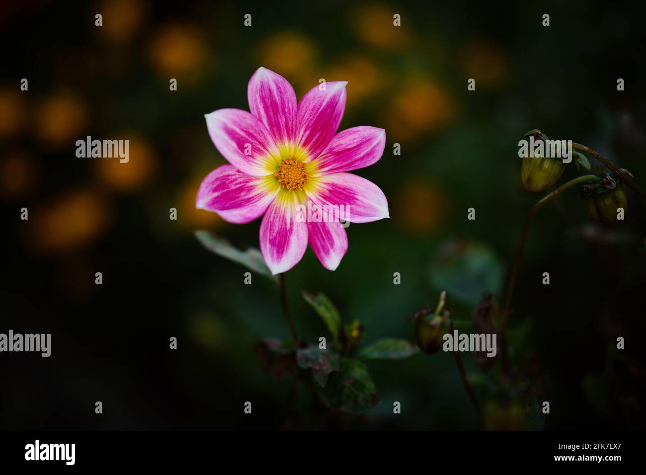 Flower of Dahlia. Selective focus with shallow depth of field. Stock Photo