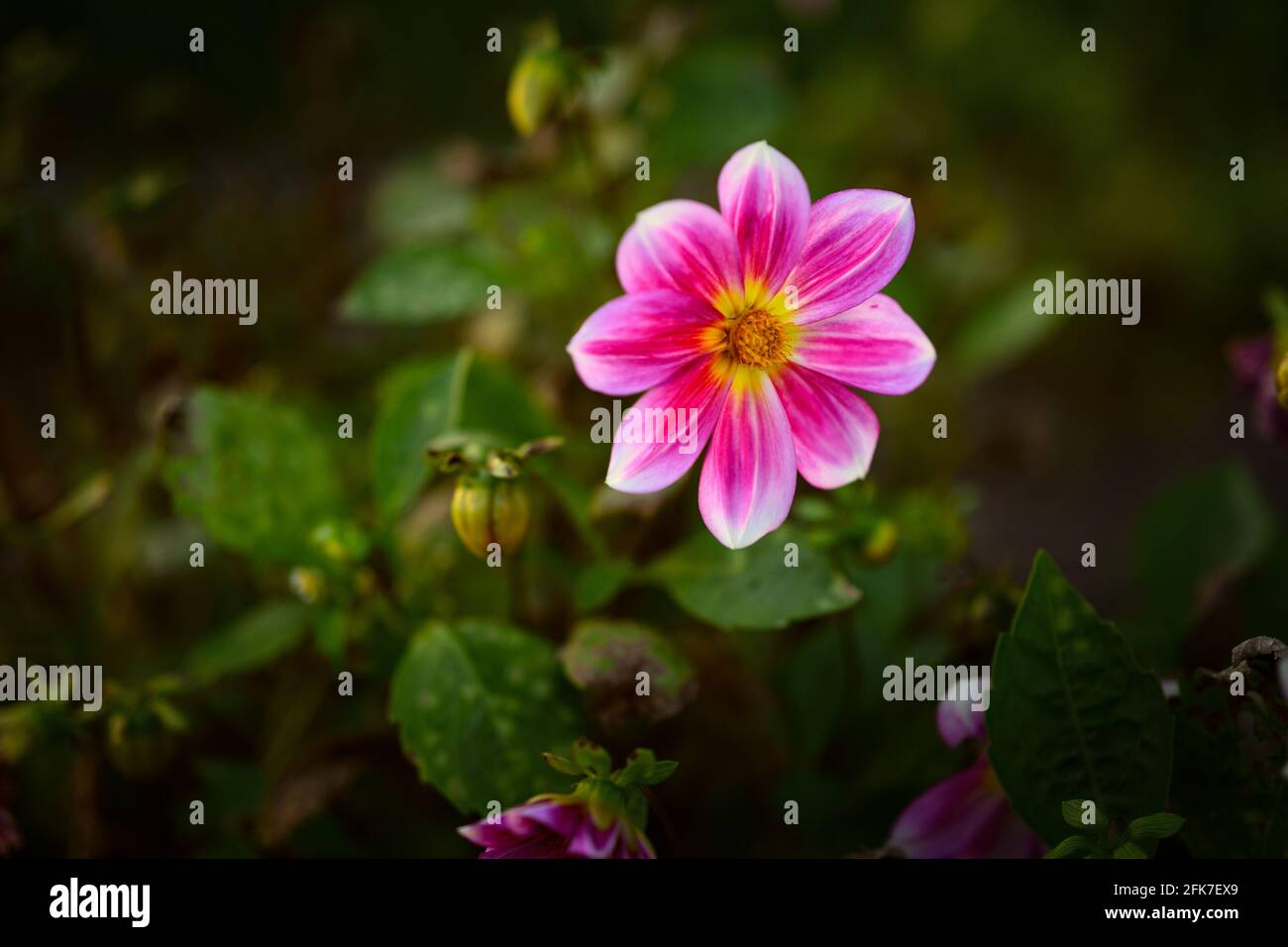 Flower of Dahlia. Selective focus with shallow depth of field. Stock Photo