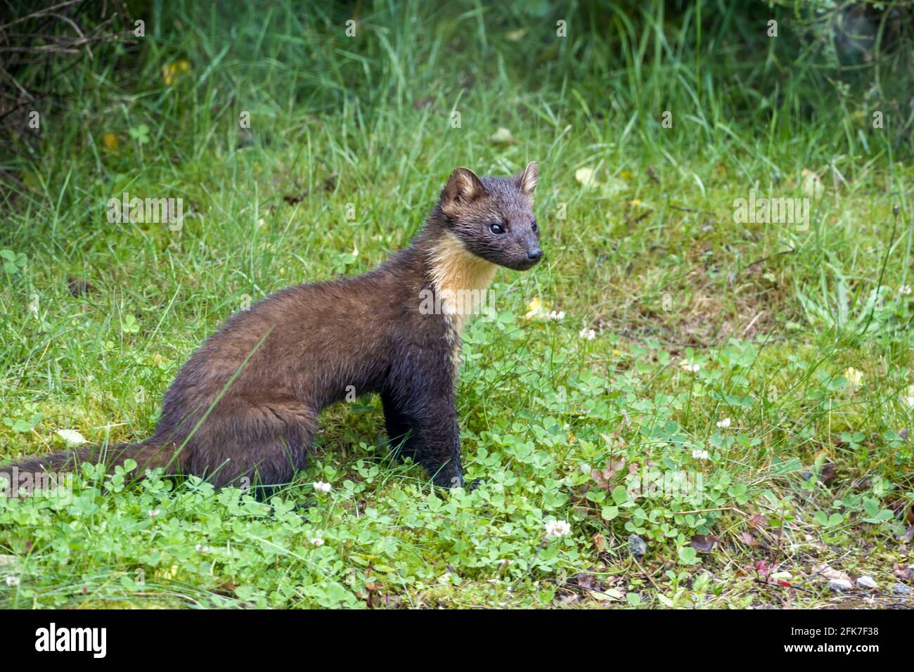 Juvenile Pine marten Martes martes sitting on lawn in the Highlands of Scotland Stock Photo