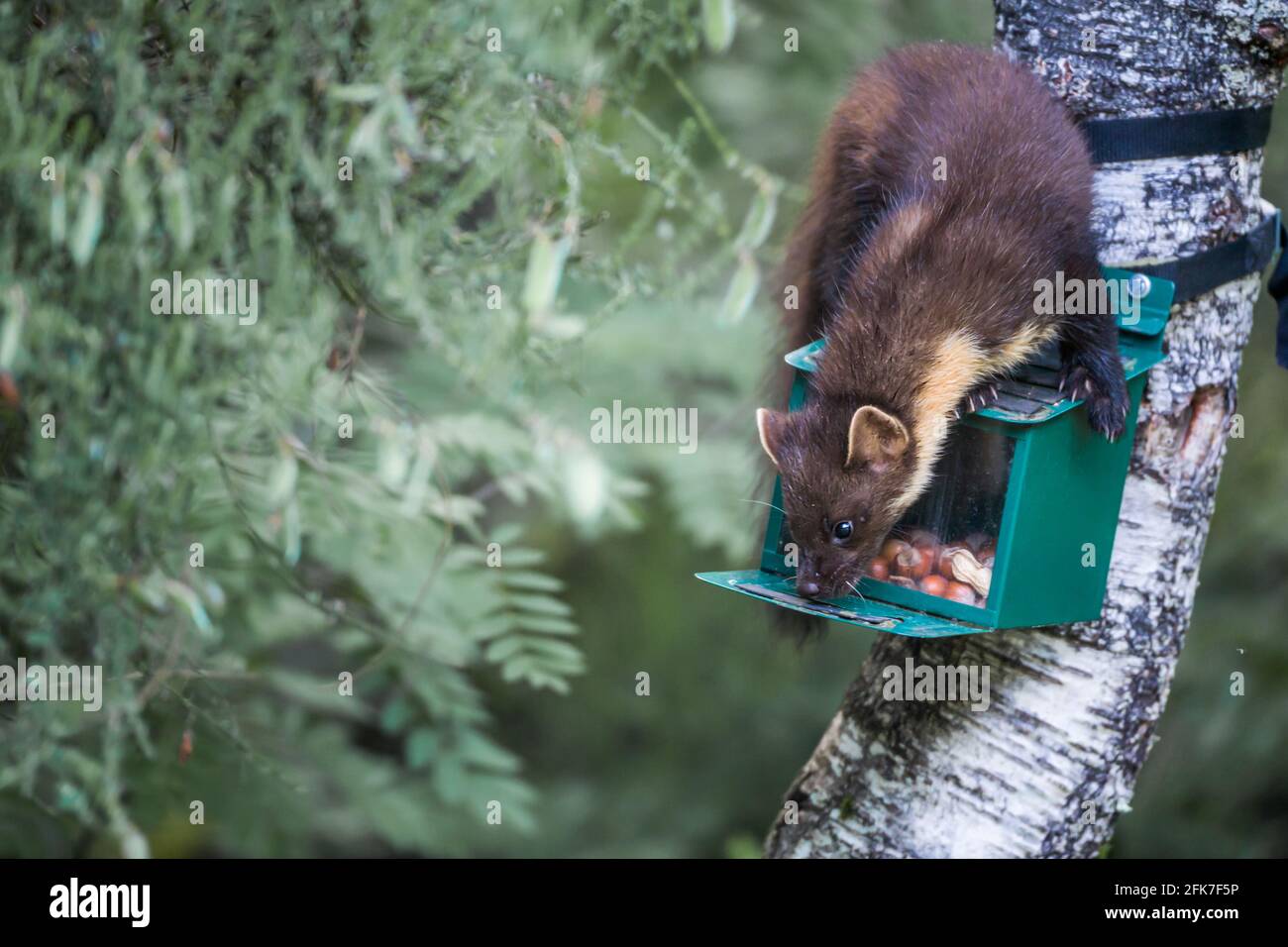 Juvenile Pine marten Martes martes on squirrel feeding box in the Highlands of Scotland Stock Photo
