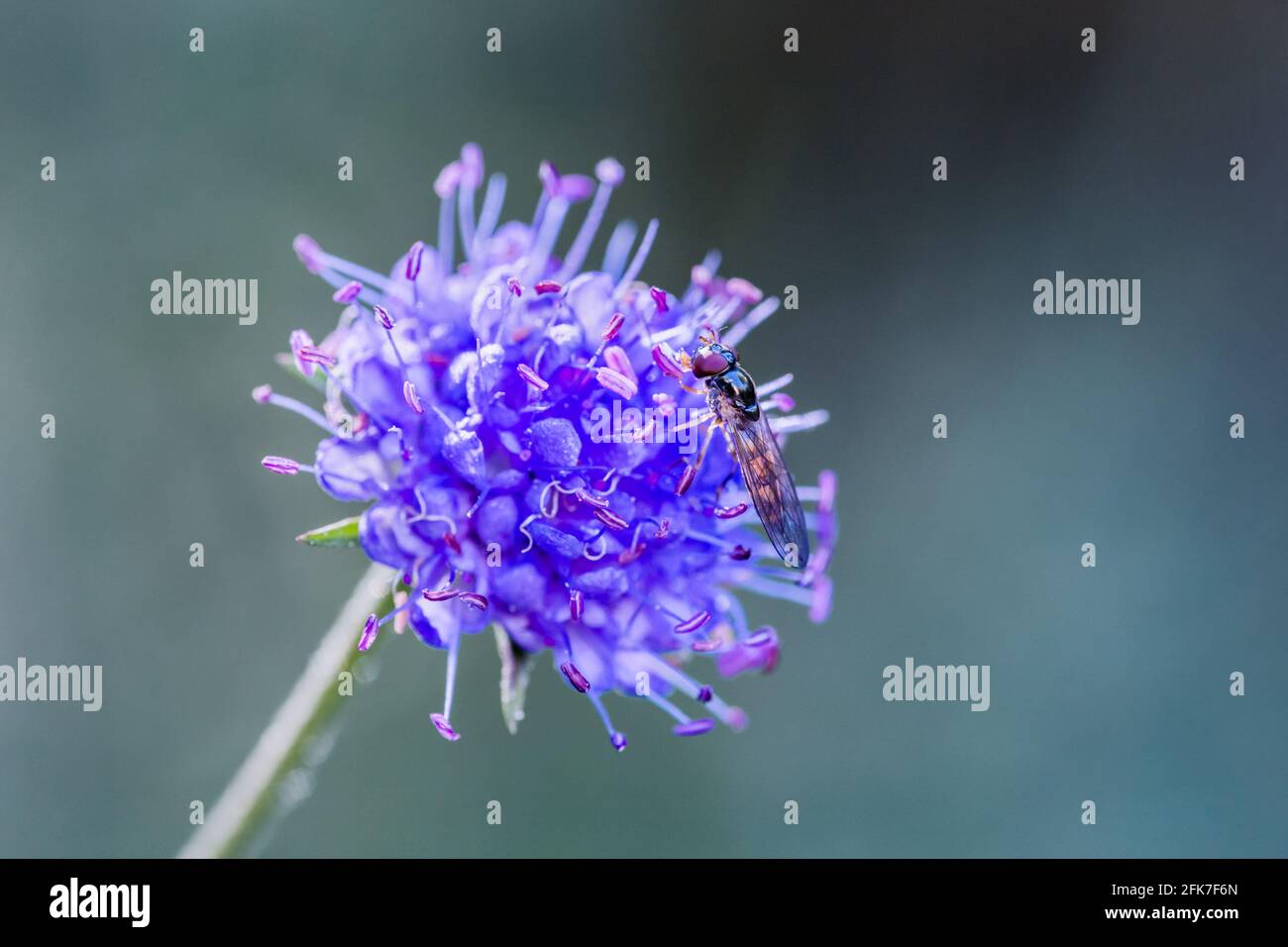 Melanostoma scalare hoverfly feeding on a Devil's-bit Scabious Succisa pratensis blue or purple flower head in the Highlands of Scotland Stock Photo