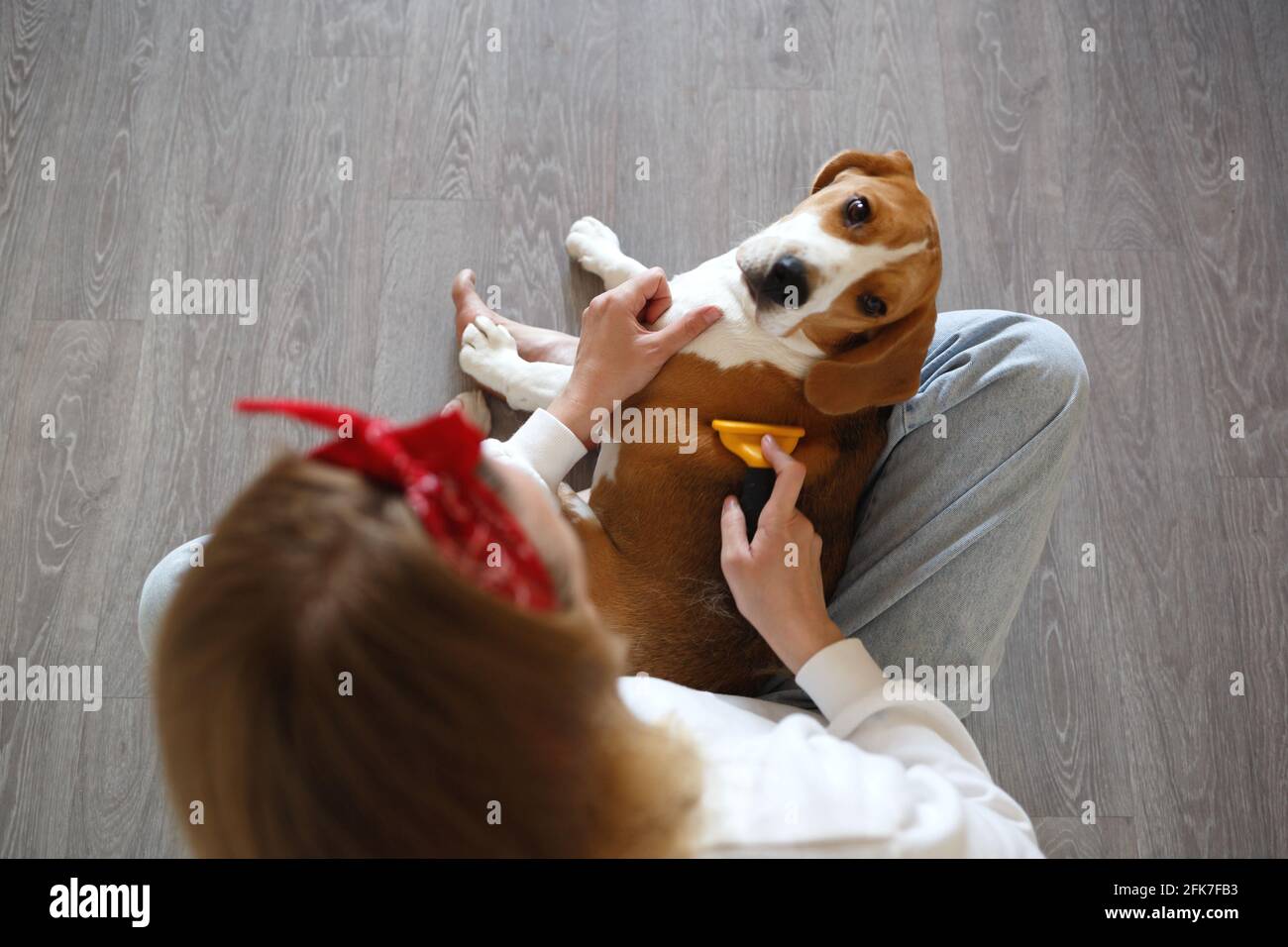 a young woman combing a beagle dog with a furminator. grooming at home Stock Photo Alamy