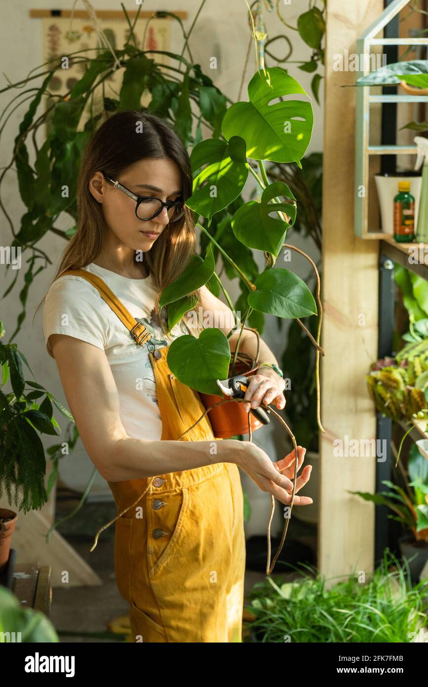 Woman gardener cut of houseplant leaves with secateurs caring of plants in greenhouse, indoor garden Stock Photo