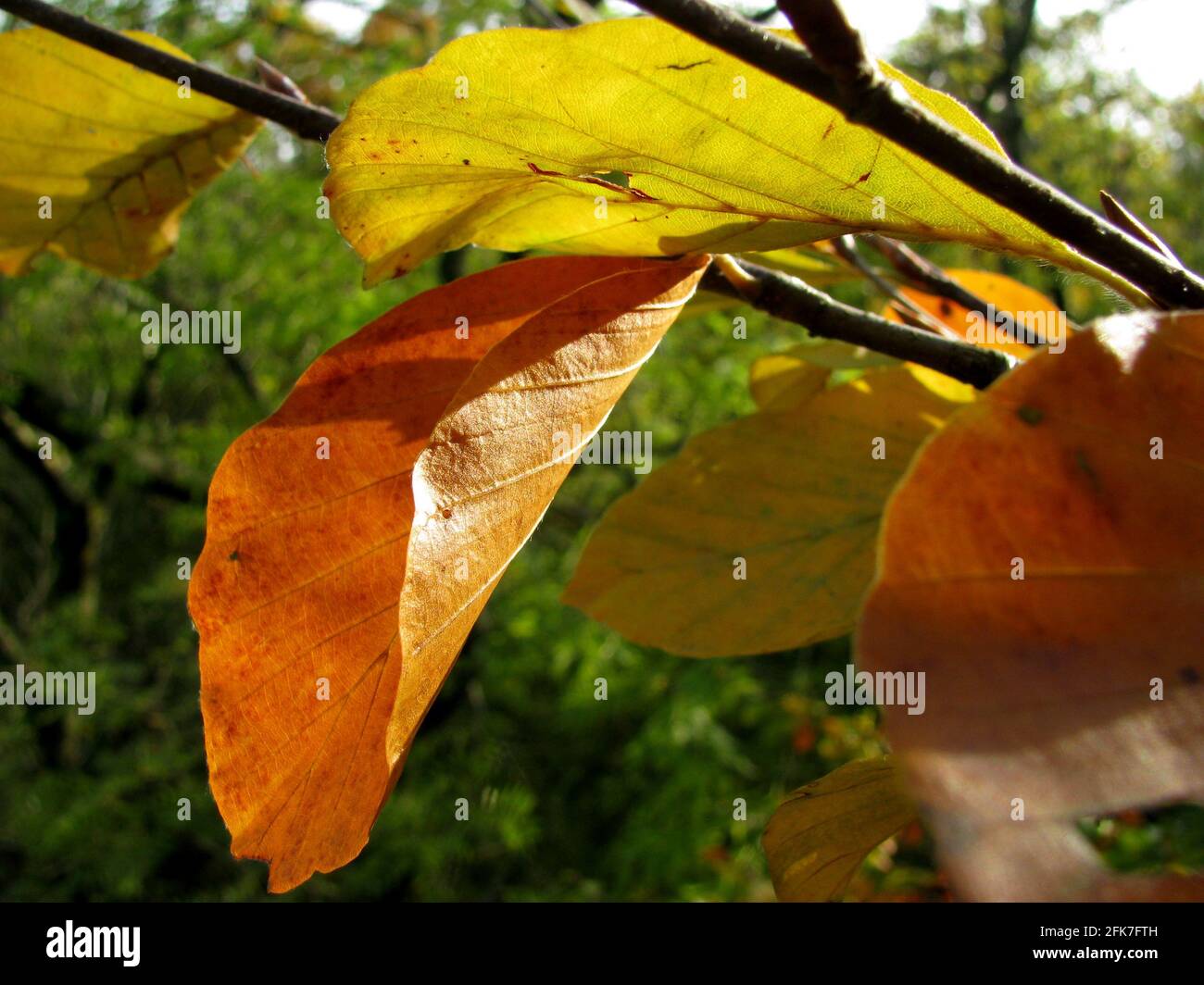 closeup of foliage in autumn Stock Photo