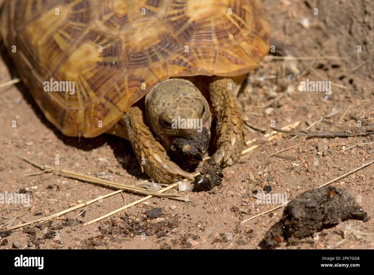 The Pancake Tortoise is endemic to central East Africa and threatened by illegal collection for the pet trade. This one is eating genet droppings Stock Photo
