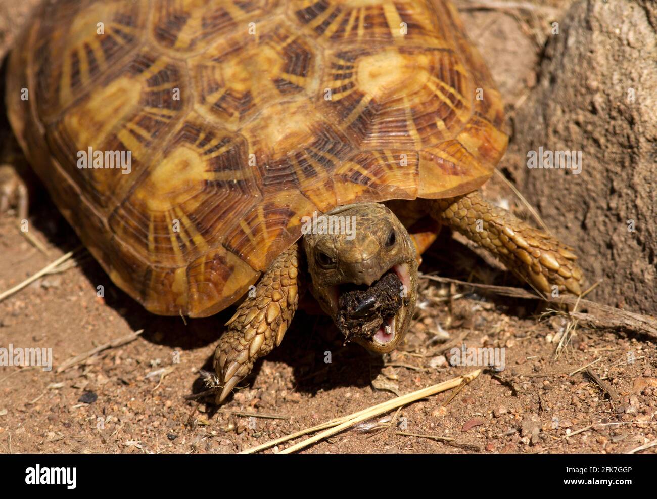 The Pancake Tortoise is endemic to central East Africa and threatened by illegal collection for the pet trade. This one is eating genet droppings Stock Photo