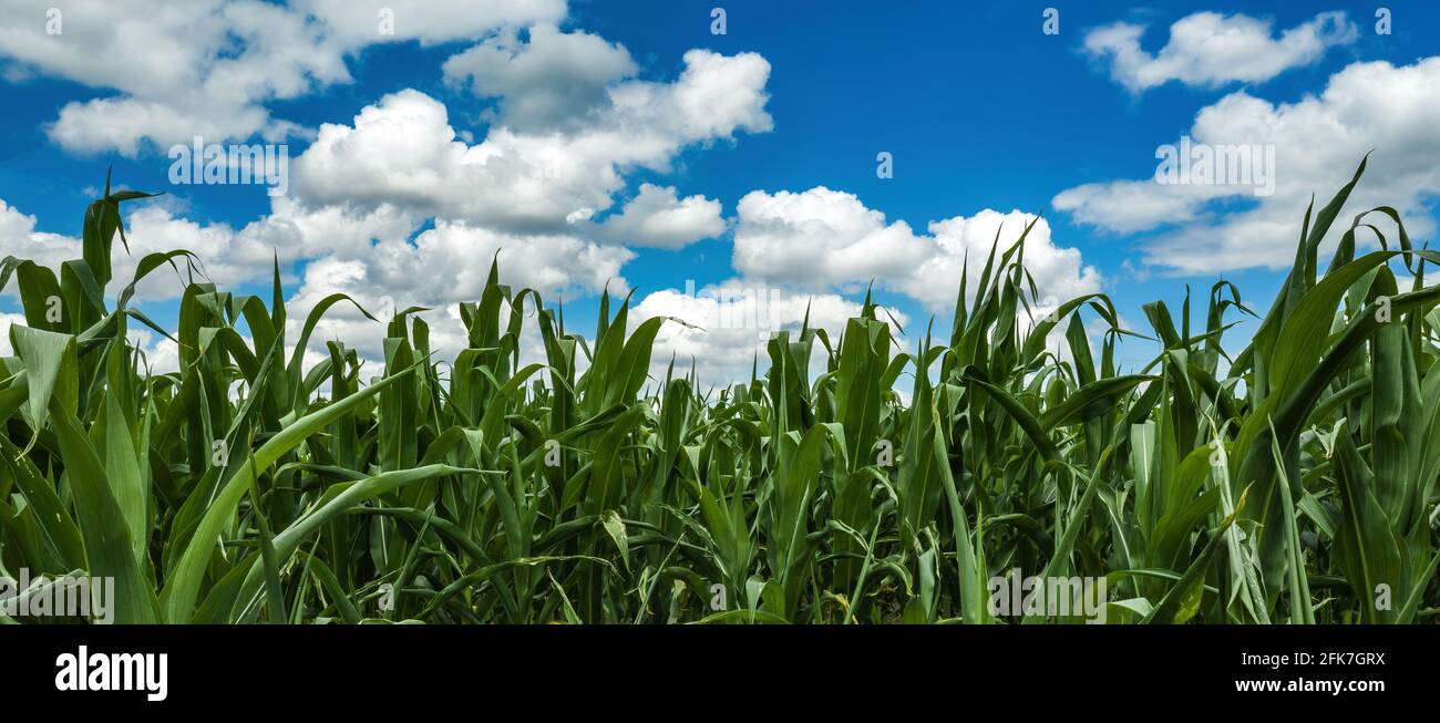 Cornfield under the blue sky with white clouds. Cultivated corn plantation with unripe green maize crops in sunny summer afternoon Stock Photo