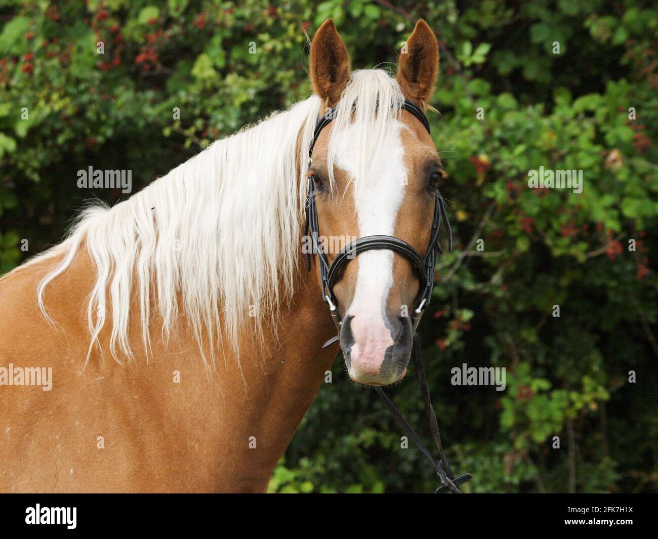 A head shot of a chestnut
