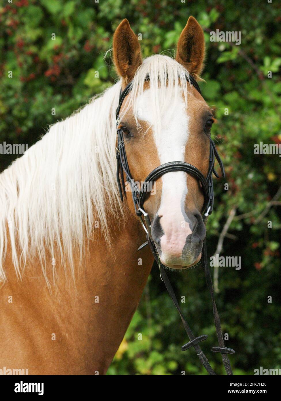 Horse With Blonde Mane High Resolution Stock Photography and Images Alamy