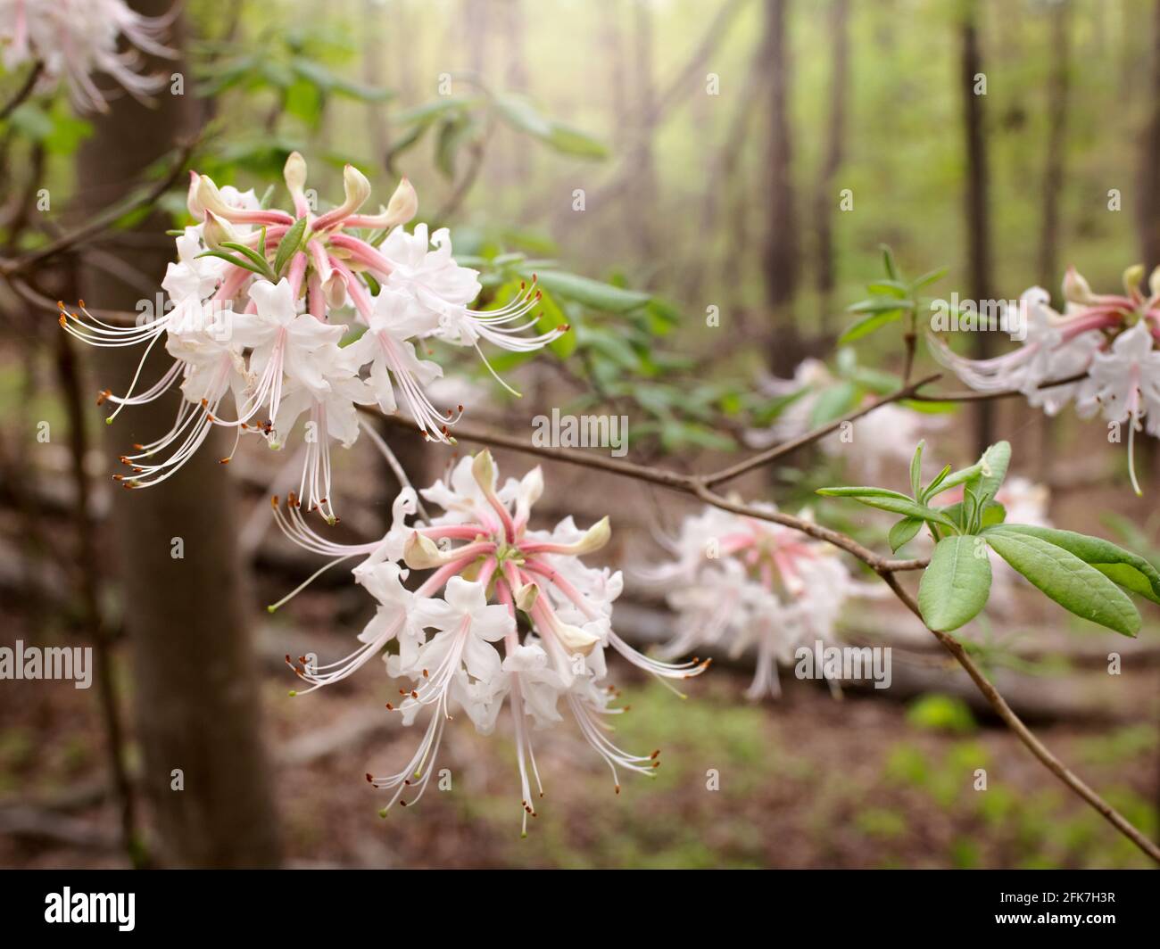 Pinxter flower (Rhododendron periclymenoides) - Hall County, Georgia. Pinxter blooms on a solitary tree on the hillsdie. Stock Photo