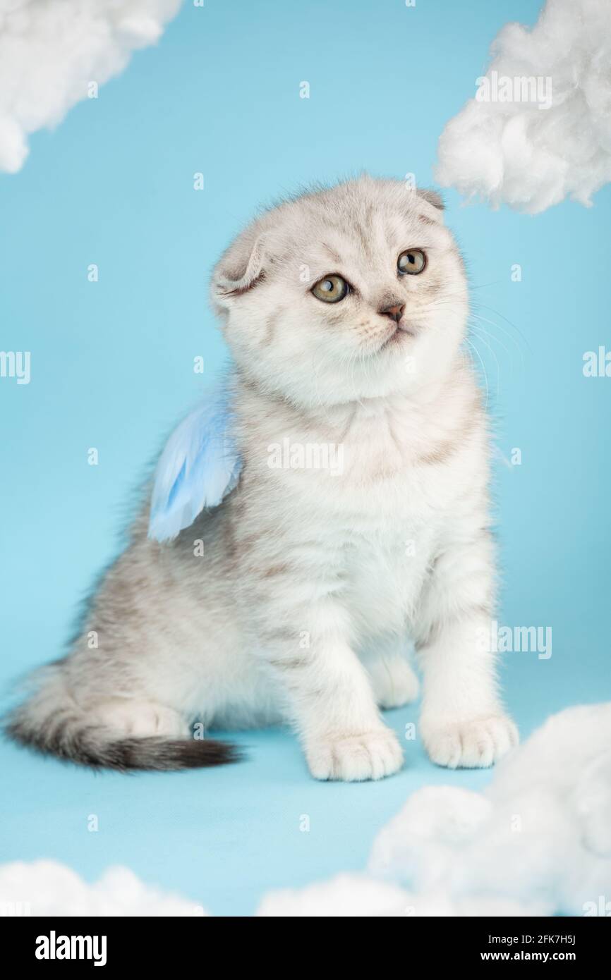 Cute charming angel shaped scottish kitten with blue little wings sits on a blue sky background among white clouds. Portrait of lovely fluffy cat. Stock Photo