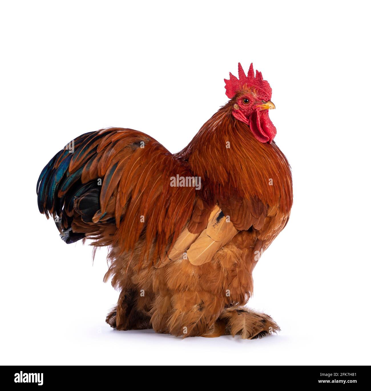 Buff cochin rooster hi-res stock photography and images - Alamy