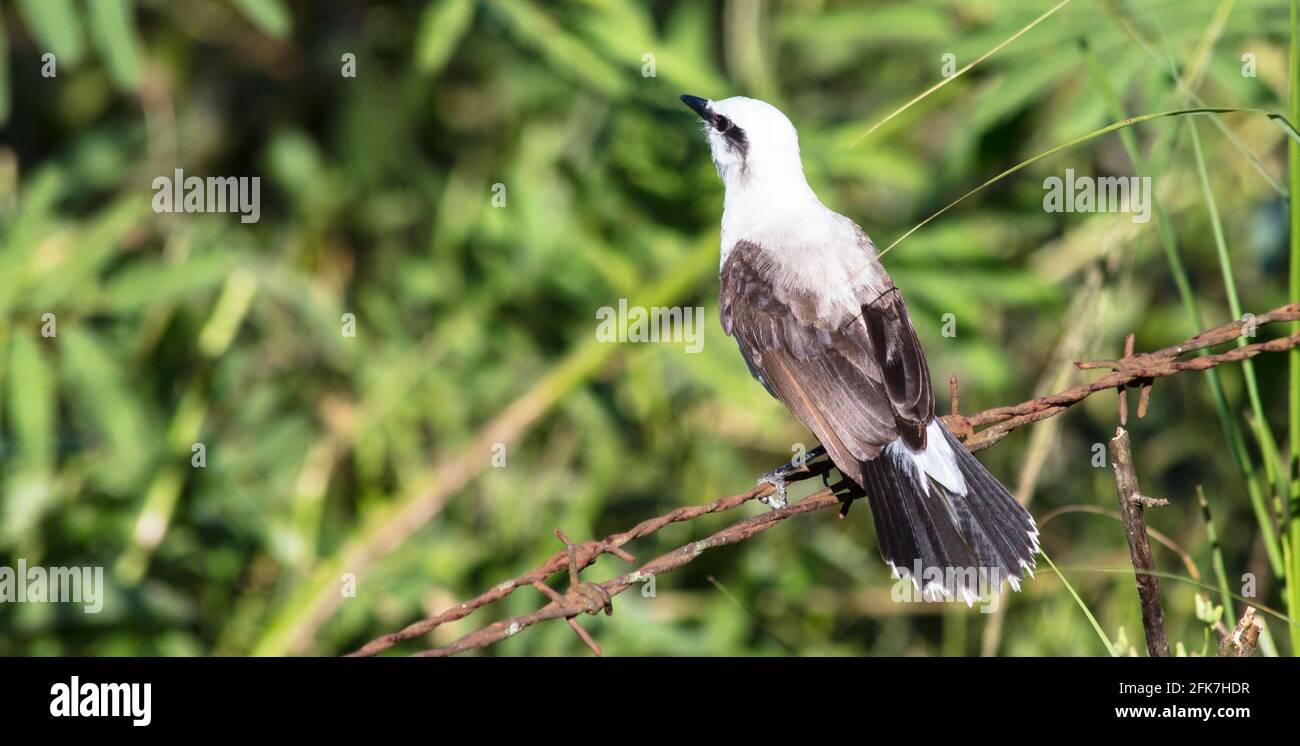 Masked water-tyrant bird standing on a metal cord in a forest, looking at trees and plants Stock Photo