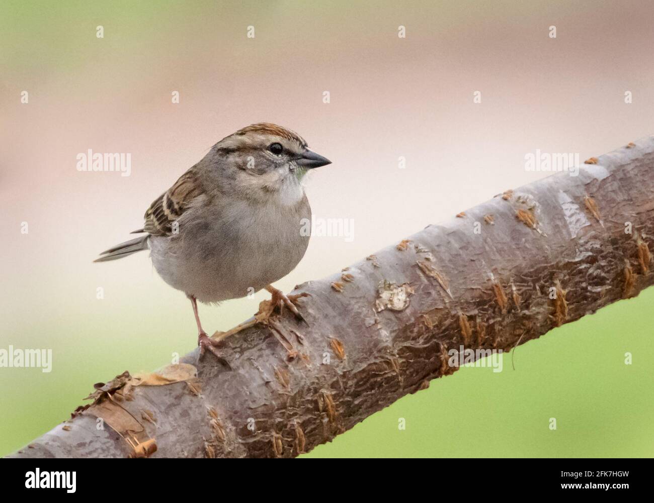 Chipping sparrow (Spizella passerina) - Hall County, Georgia. A chippin sparrow perches on the limb of a cherry tree. Stock Photo