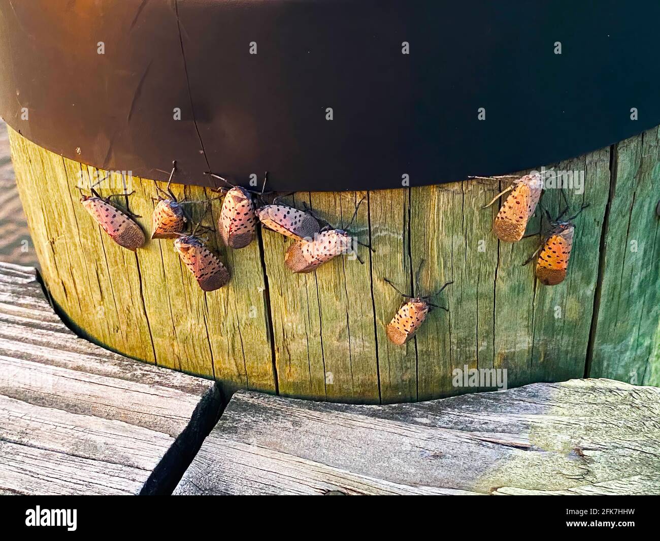 Spotted Lanternfly Gathered on a Wooden Piling Stock Photo