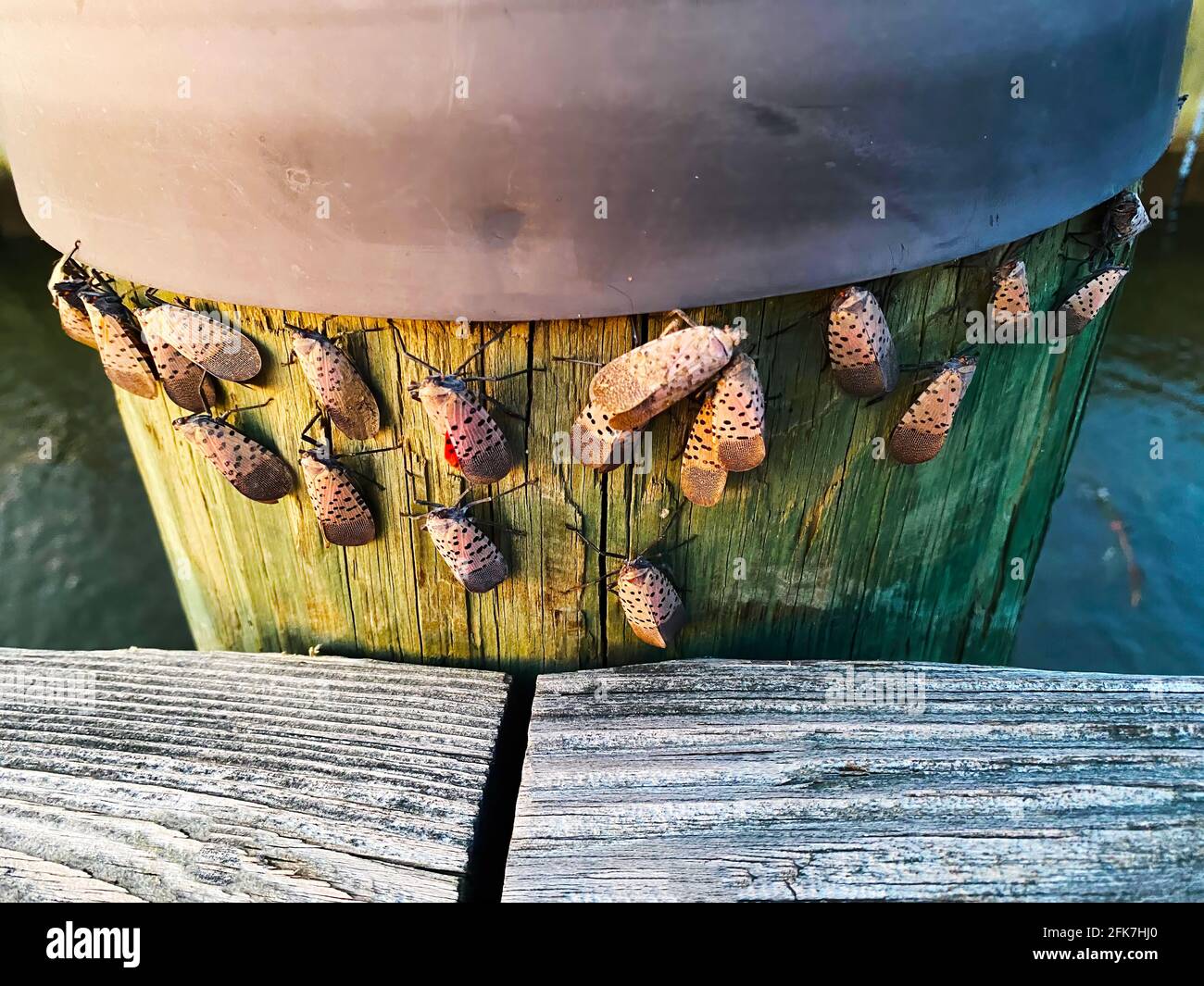Spotted Lanternfly Gathered on a Wooden Piling Stock Photo