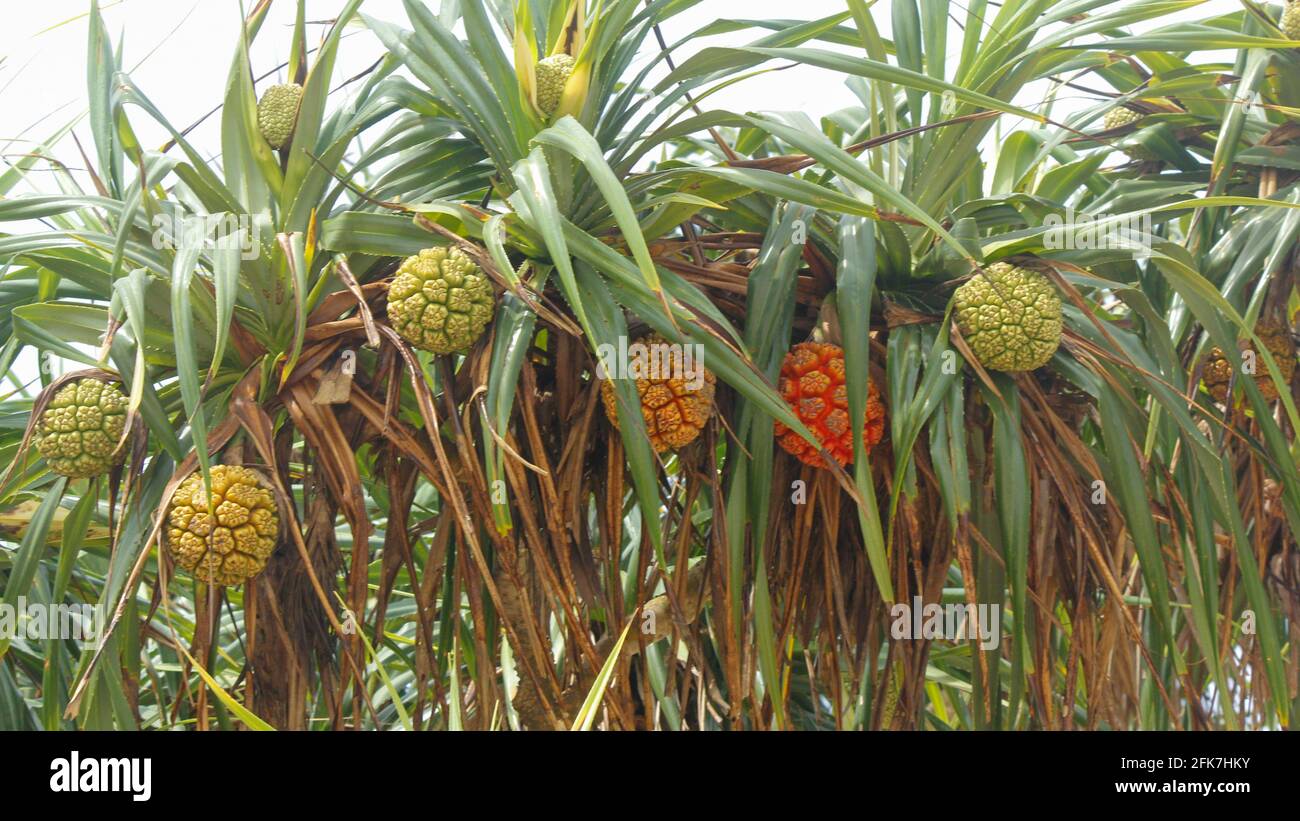 non-edible tropical pandan fruit or pandanus which grows from palm trees in Sri Lanka. Pandan Tree. Stock Photo