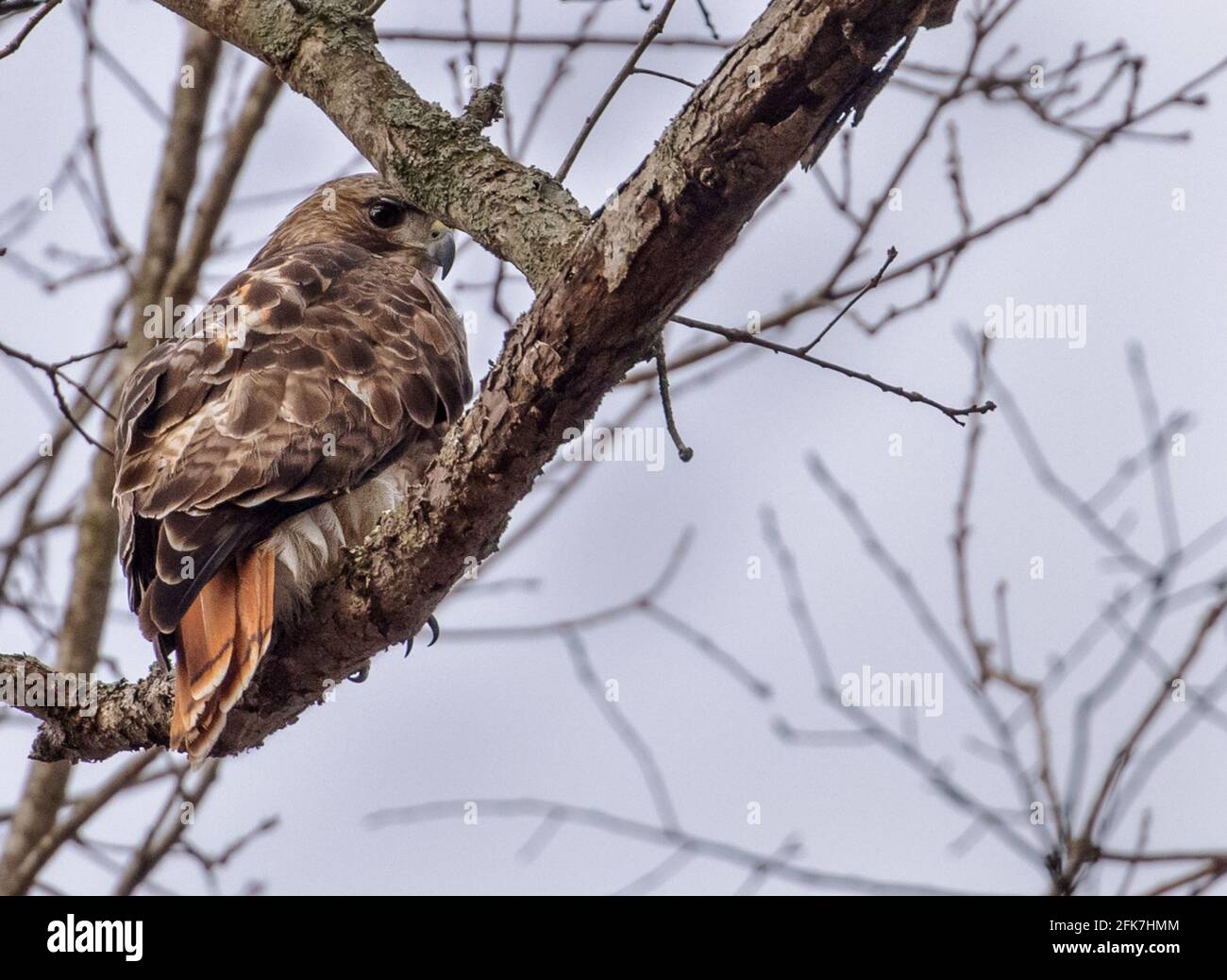 Red-tailed hawk (Buteo jamaicensis) - Hall County, Georgia. Red-tailed hawk perched in a tall tree on the shores of Lake Sidney Lanier. Stock Photo