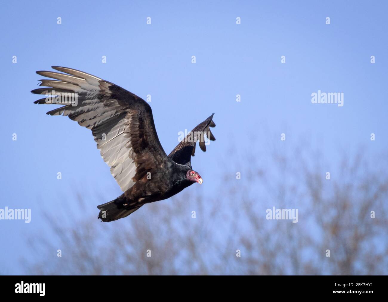 Turkey vulture (Cathartes aura) - Hall County, Georgia. Turkey vulture in flight. Stock Photo