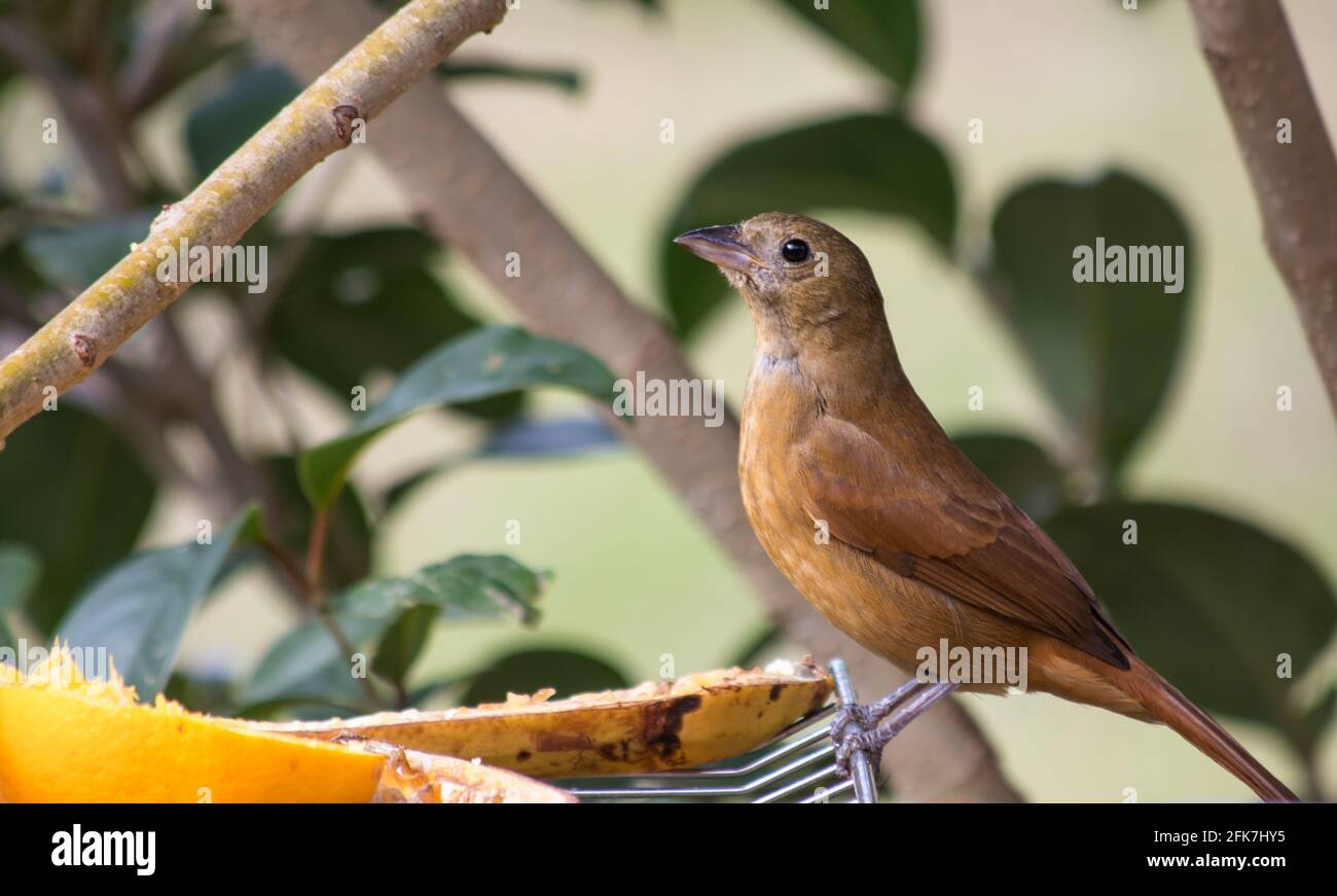 Cute female ruby-crowned tanager standing on a cooling rack with fruits on it in a garden Stock Photo
