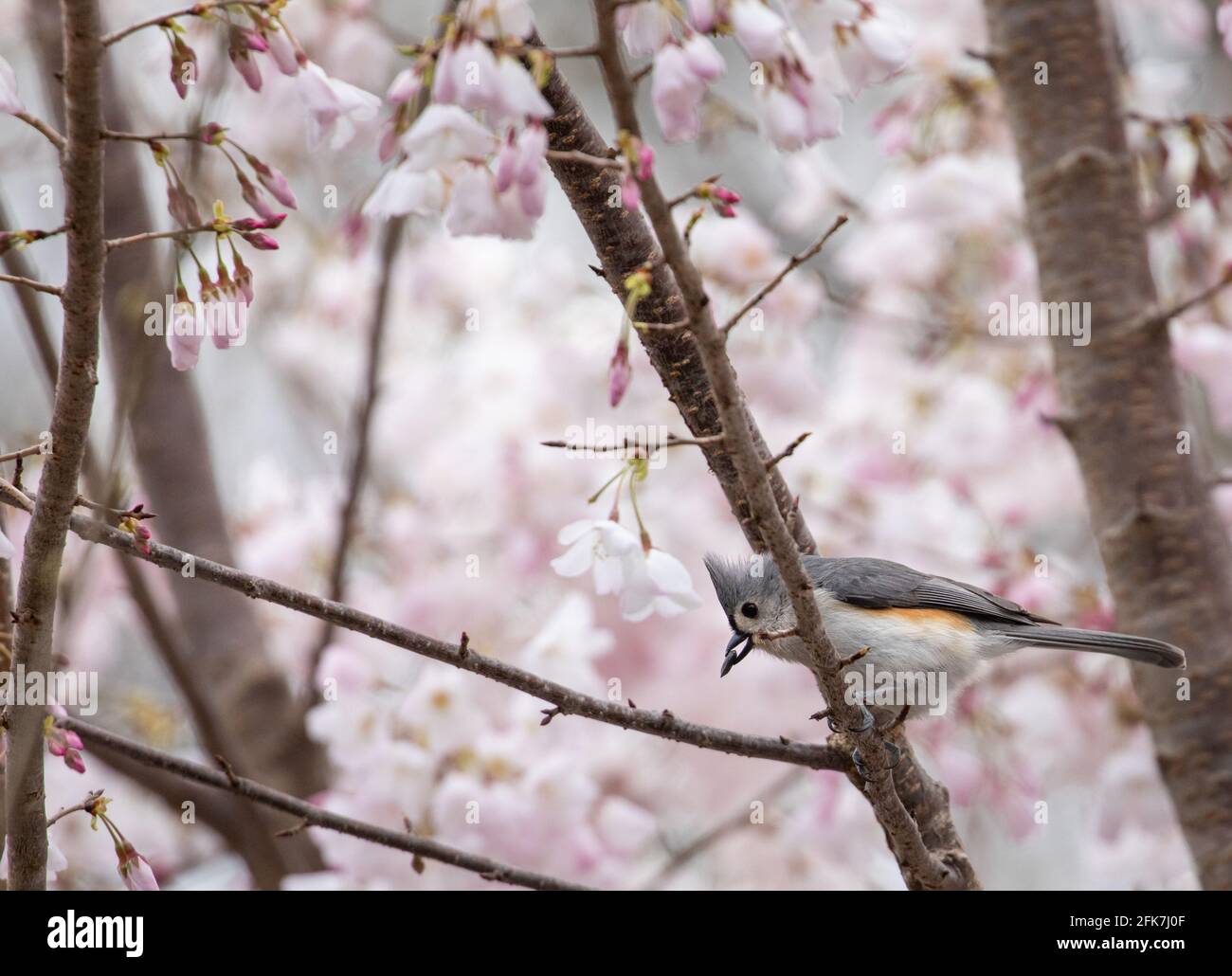 Tufted Titmouse (Baeolophus bicolor) - Hall County, Georgia. Tufted titmouse eating seeds while sitting in a cherry tree. Stock Photo