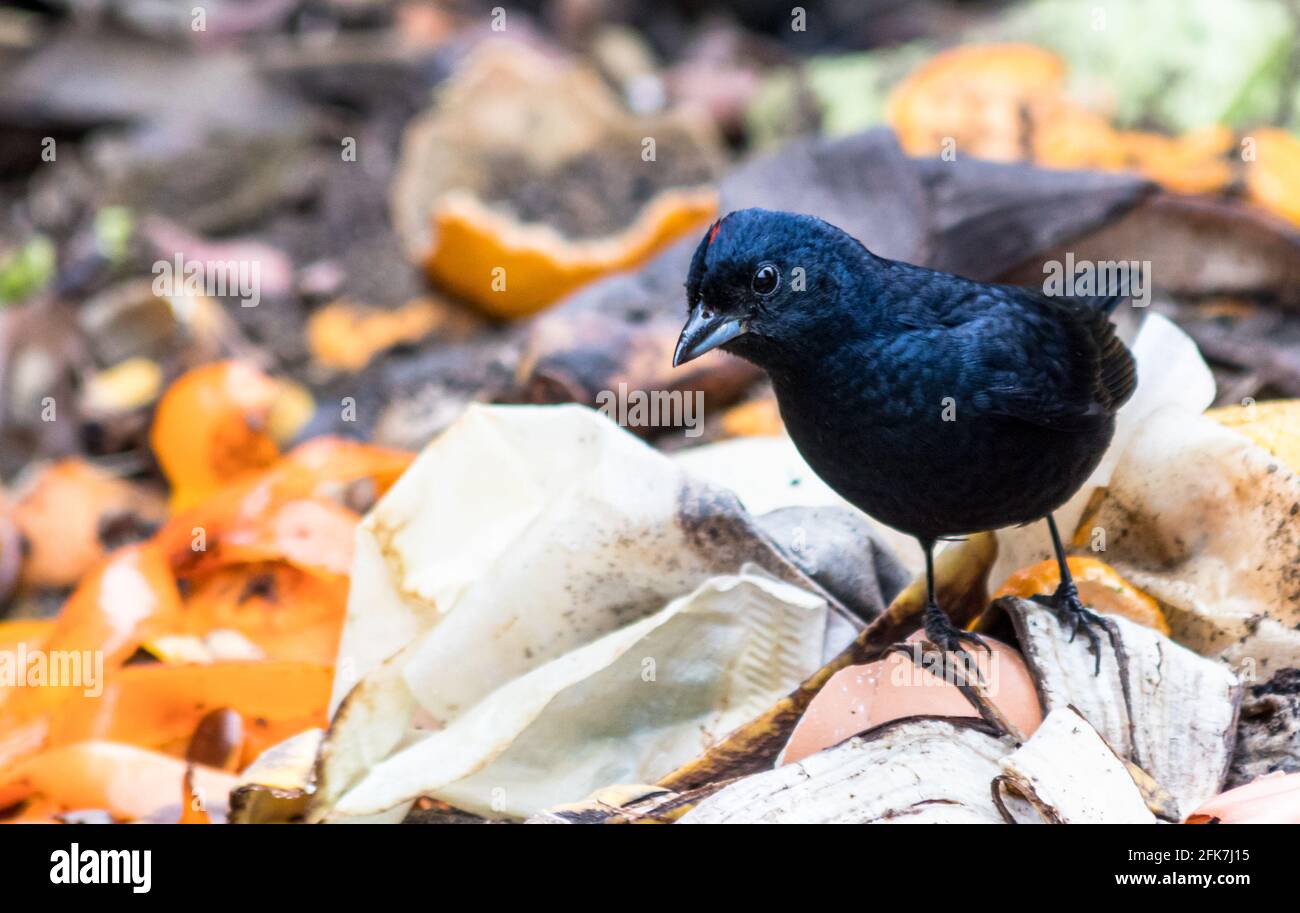 Closeup of a cute black ruby-crowned tanager standing on the ground in a forest Stock Photo