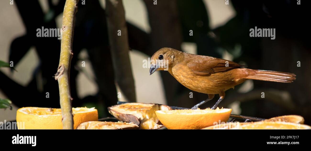 Female ruby-crowned tanager standing on a cooling rack in a garden, looking at fruits Stock Photo