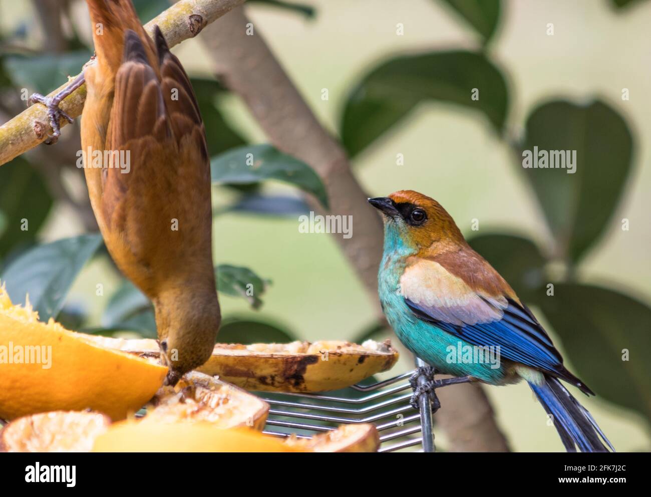 Closeup of a chestnut-backed and ruby-crowned tanager standing on a branch Stock Photo