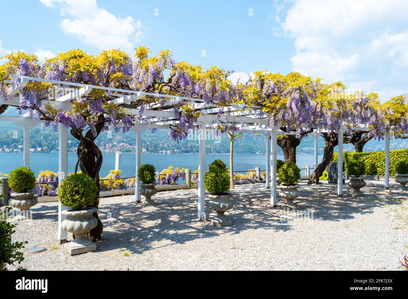 Nice canopy covered in wisteria flowers...beautiflu purple and yellow colors in front of Lake Como in the little town of Bellagio Northern Italy Stock Photo