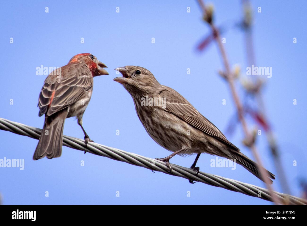 House Finch (Haemorhous mexicanus) - Hall County, Georgia. Two female House finches squabbling. Stock Photo