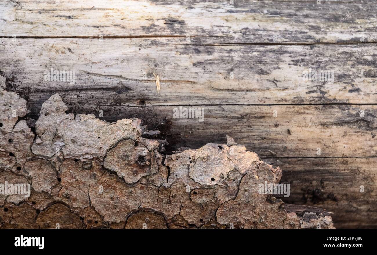 Close-up view of brown weathered outer bark with different layers, abstract natural background or tree texture Stock Photo