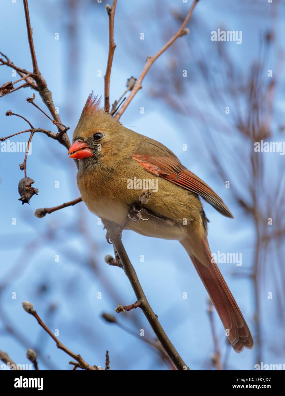 Northern Cardinal (Cardinalis cardinalis) - Rutherford County, Tennessee. Male Northern cardinal feeding on what is left of the fruit on a Bradford pe Stock Photo