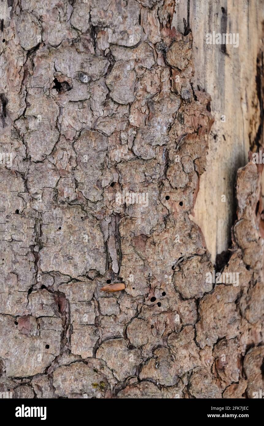 Close-up view of brown weathered outer bark with different layers, abstract natural background or tree texture Stock Photo
