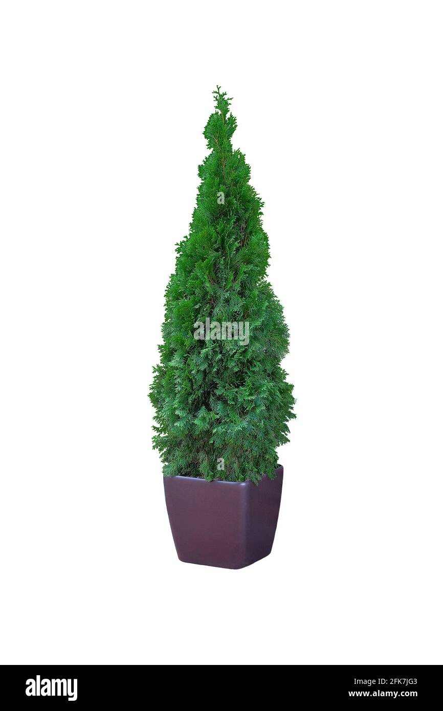Thuja occidentalis danica, isolated on white background. Cypress in outdoor pot. Coniferous trees. Stock Photo