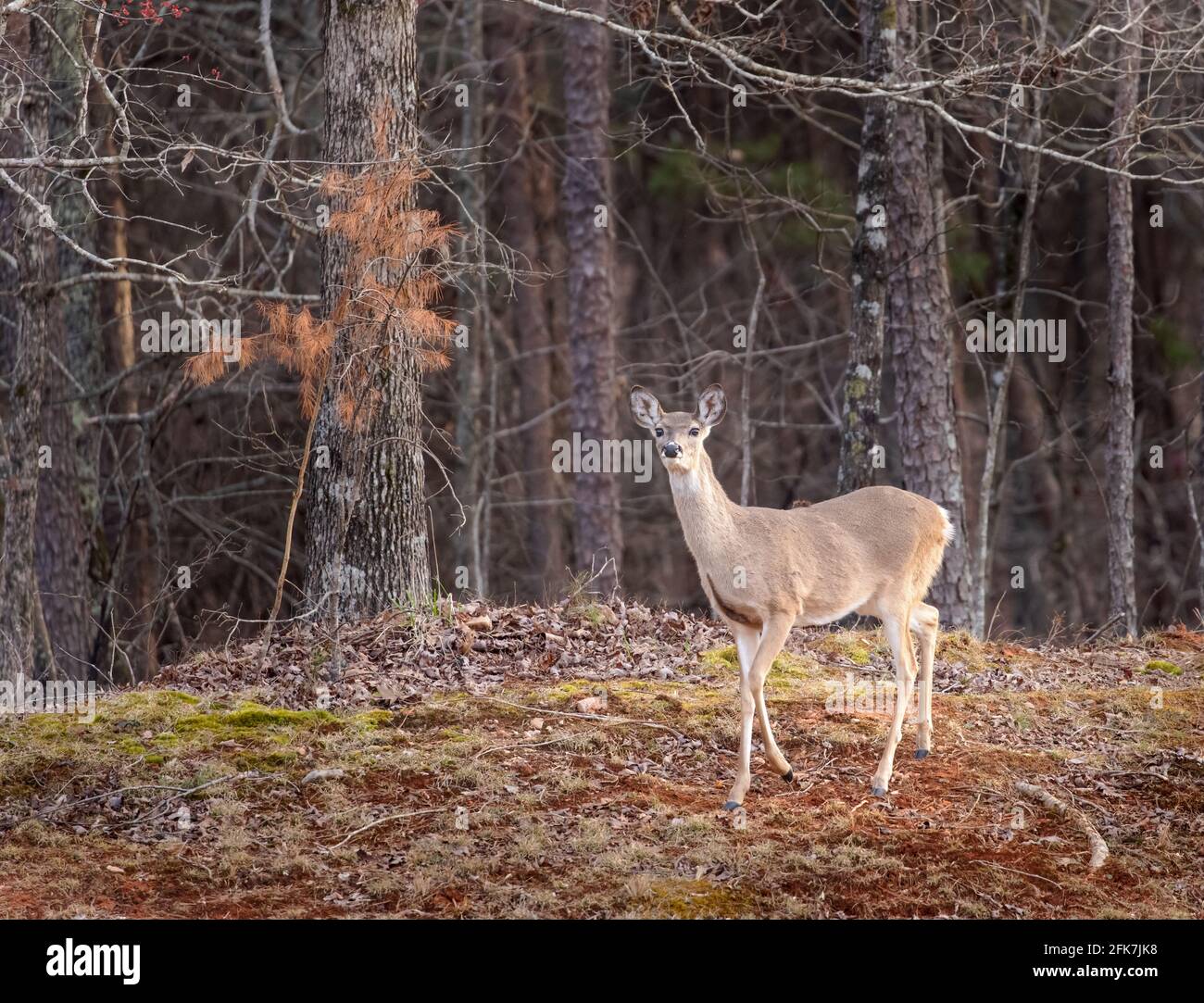 white-tailed deer (Odocoileus virginianus) - Hall County, Georgia. Female white-tailed deer walking along the edge of the forest on an late winter aft Stock Photo