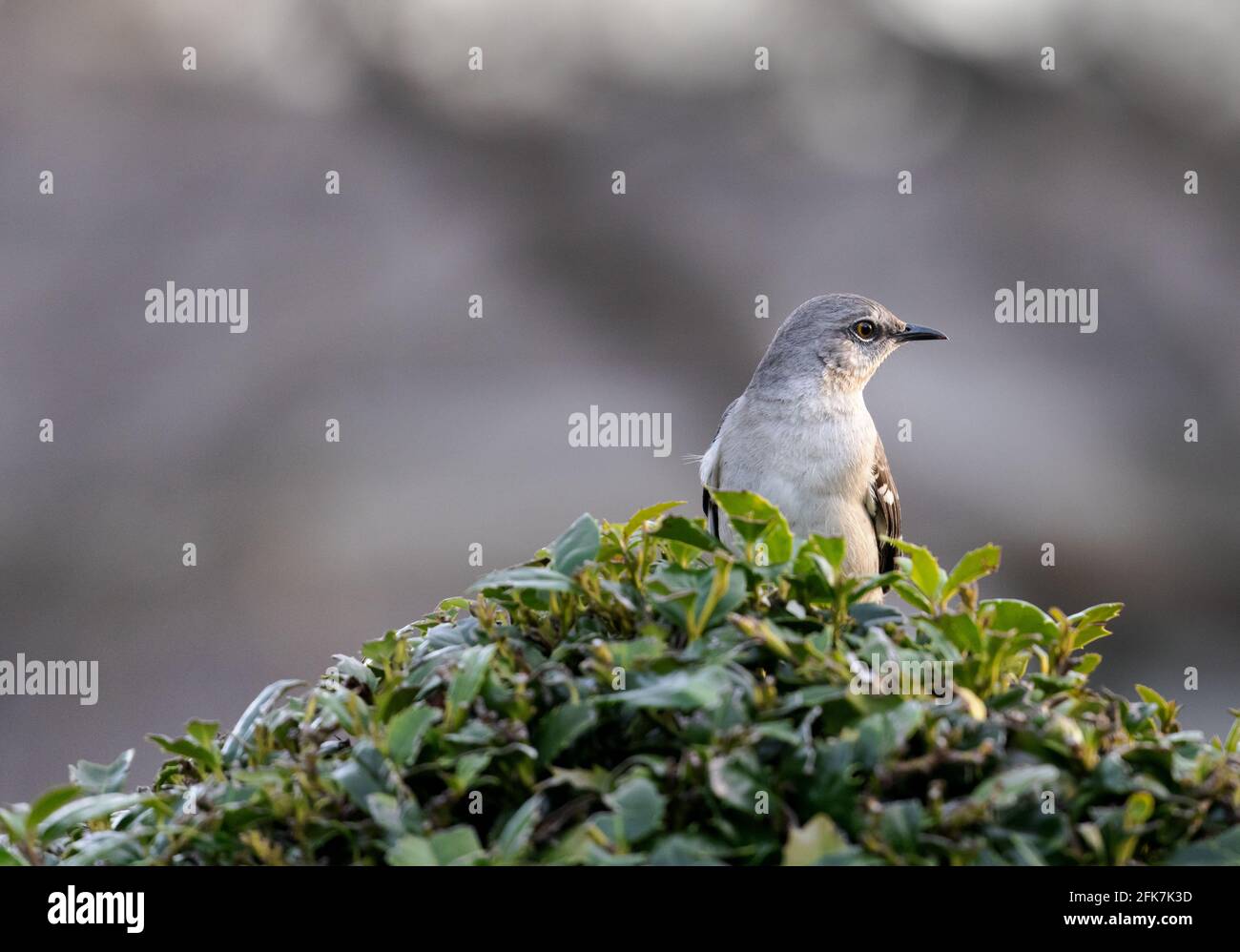Northern mockingbird (Mimus polyglottos) - Hall County, Georgia. Mocking perched in the top of a holly bush on a late winter evening. The Northern moc Stock Photo