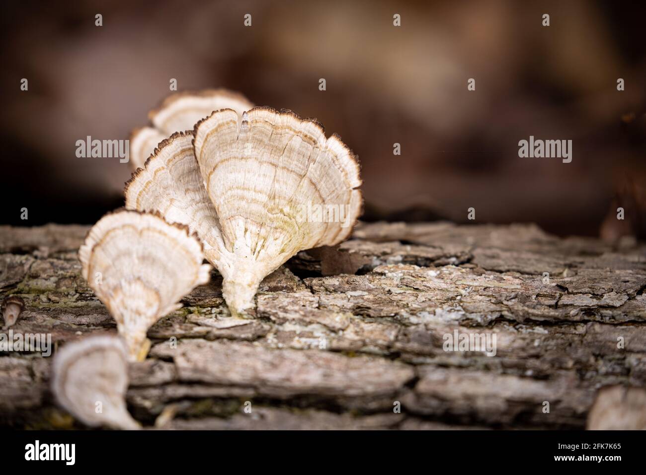 Turkey Tail (Trametes versicolor), Hall County, Turkey Tail