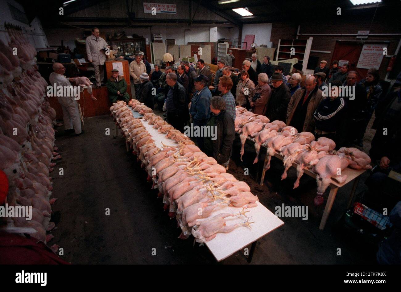 THE ANNUAL SAFFRON WALDEN TURKEY AUCTION WHERE OVER 220 BIRDS WERE SOLD AT AN AVERAGE PRICE OF JUST OVER  ¿1 A POUND WEIGHT. THE AUCTION HAS BEEN HELD SINCE THE 1920S WITH ITS HEY DAY IN THE 1960S WHEN OVER 2000 BIRDS WERE SOLD EVERY CHRISTMAS Stock Photo