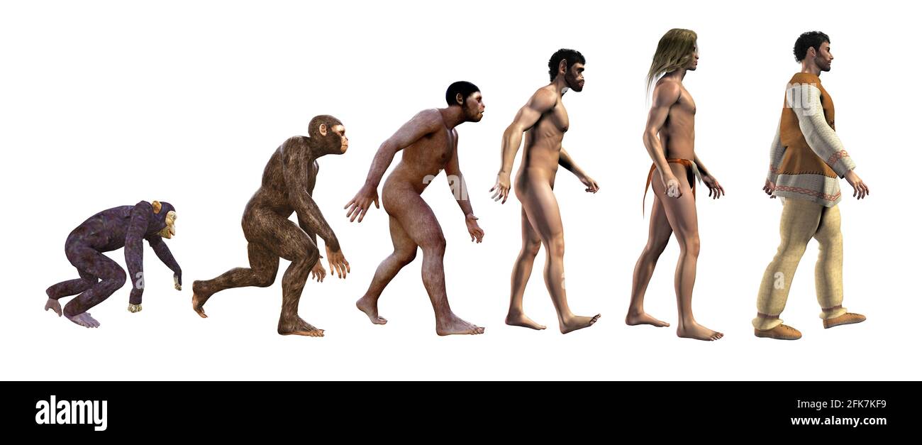 evolution of humans