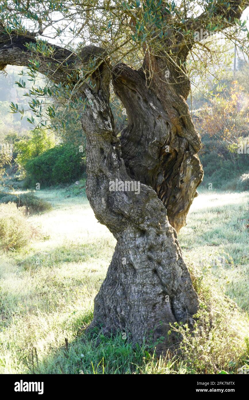 The Trunk of an Old Olive tree Stock Photo